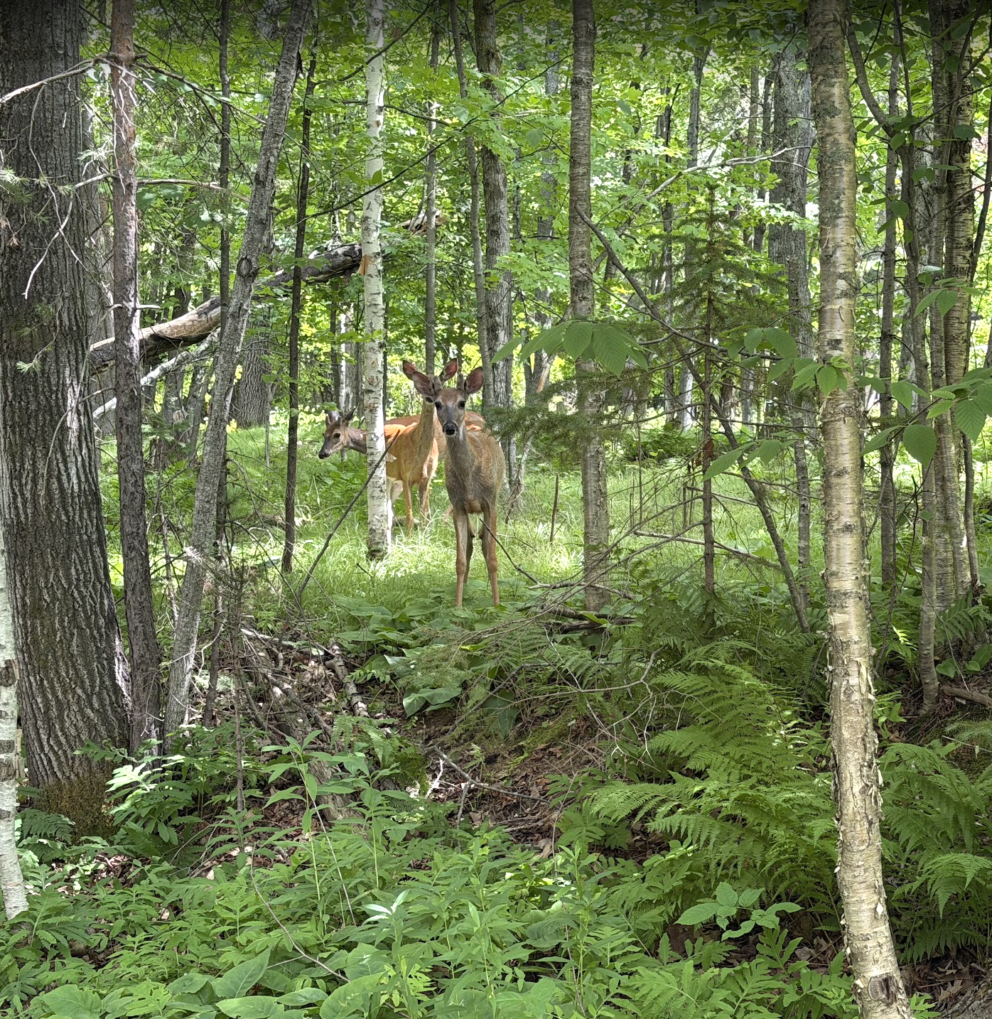 Nature school activity